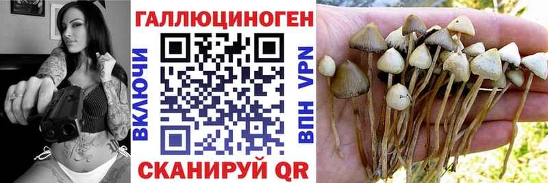 Галлюциногенные грибы Psilocybine cubensis  Новокузнецк 